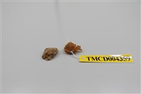 藏品(瘤狀隱綿蟹)的圖片